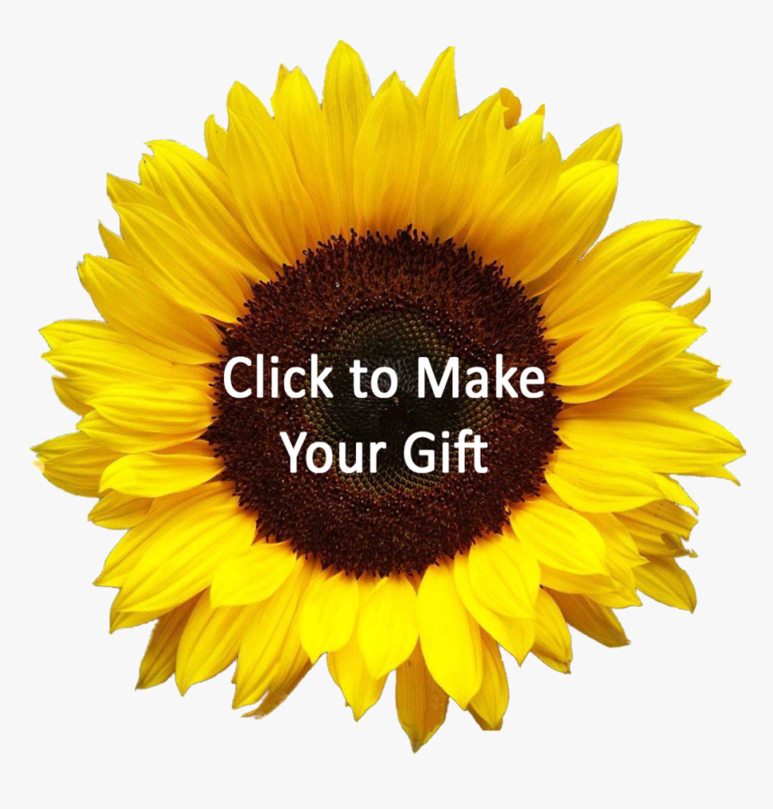 Sunflower Png, Transparent Png, Free Download