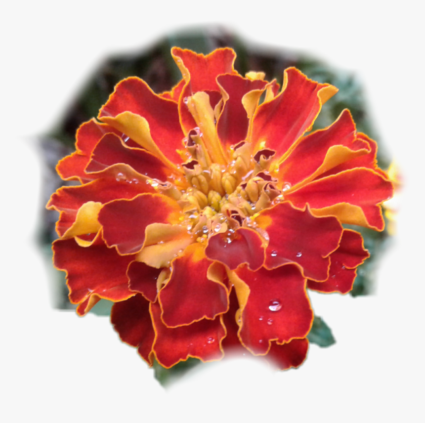 #flower #marigold #sticker #byliriosbellos #withpicsart - Tagetes Patula, HD Png Download, Free Download