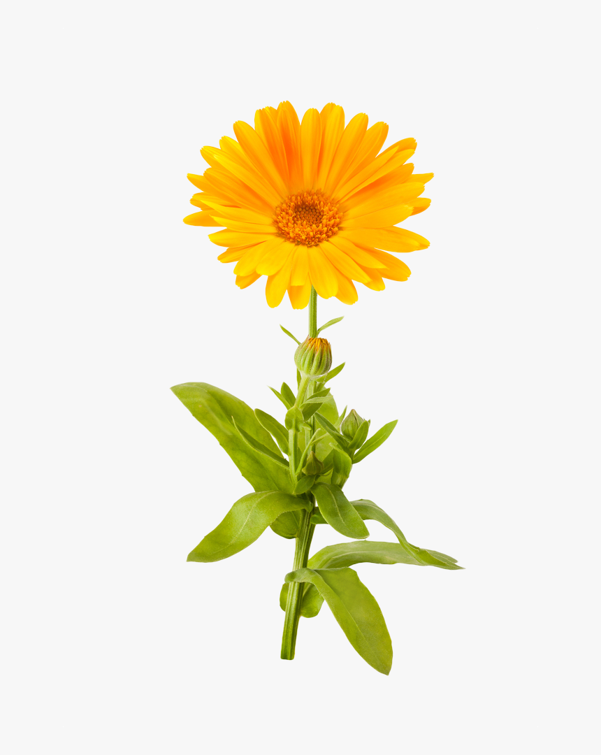 Marigold Png Picture - Marigold Clipart Transparent Background, Png Download, Free Download