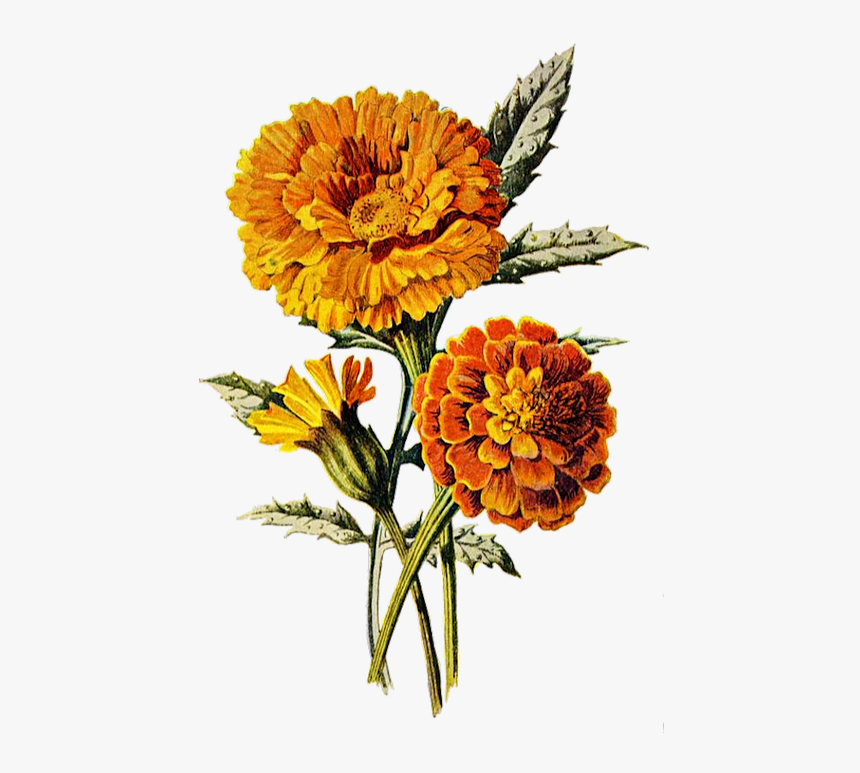 Marigold, Flower, Floral, Plant, Orange, Summer, Nature - Marigold Art, HD Png Download, Free Download