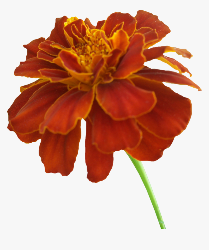 Download Marigold Png Photos - Marigold Clipart Transparent Background, Png Download, Free Download