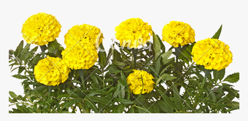 Yellow Marigold Flowers And Leaves Isolated On White - Transparent Background Marigold Yellow Flowers, HD Png Download, Free Download