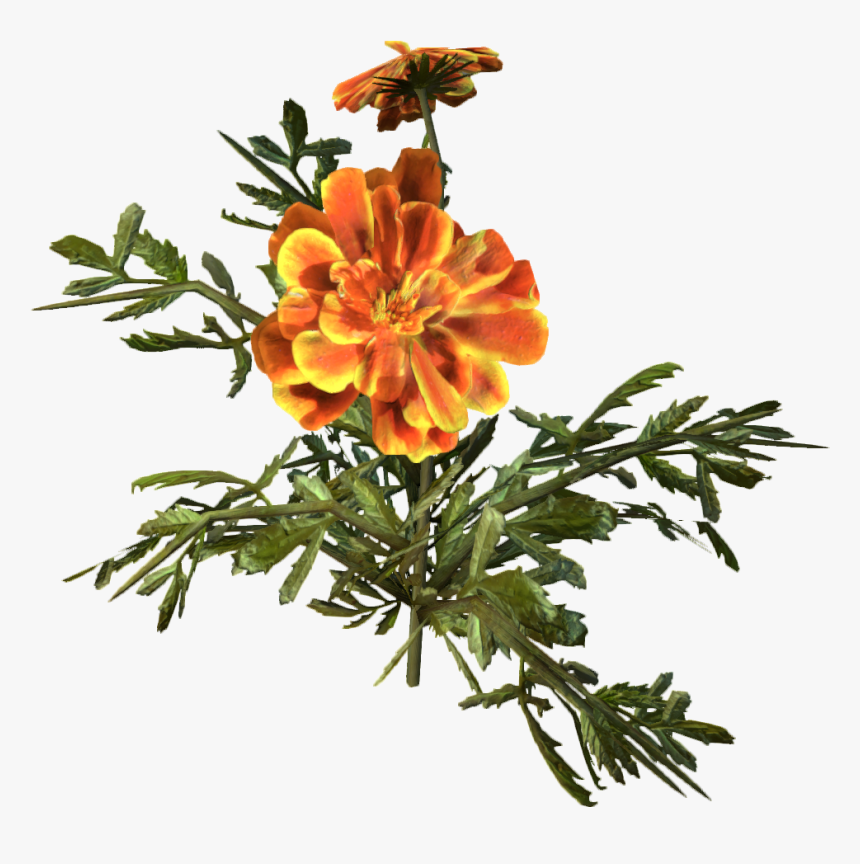 Animallica Wiki - Tagetes Patula, HD Png Download, Free Download