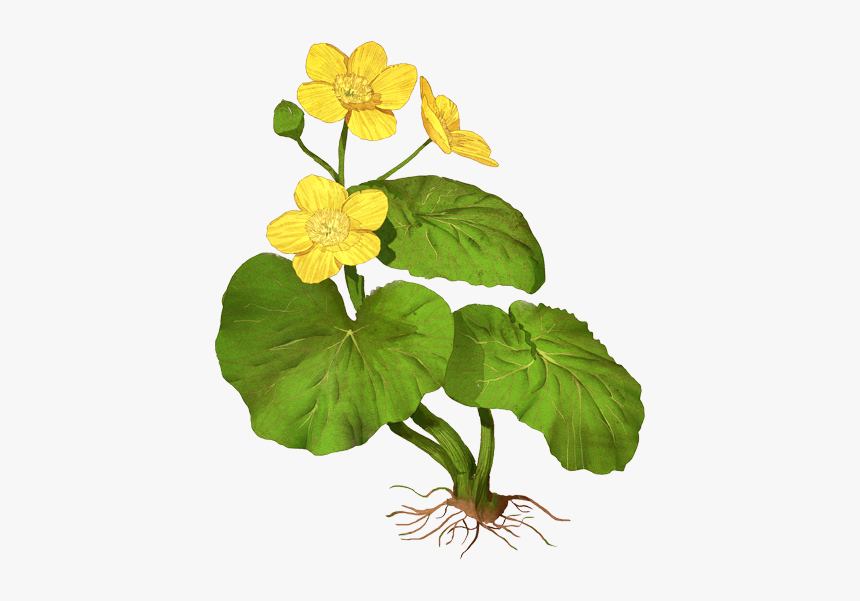 Wood Sorrel, HD Png Download, Free Download