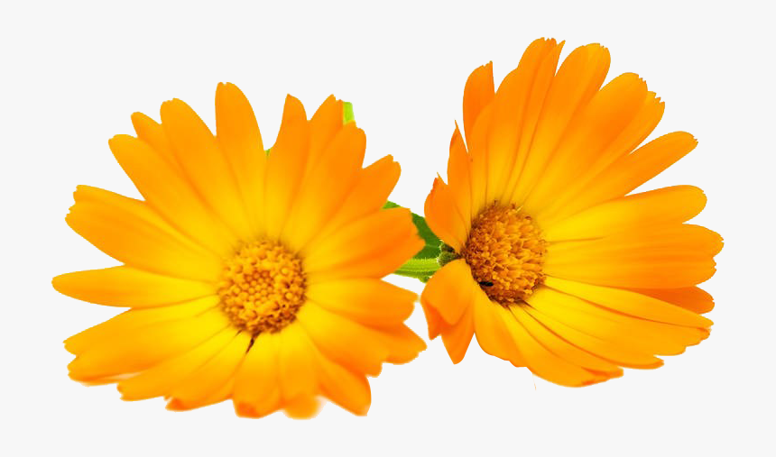 Clip Art Calendula Officinalis Flower Chrysanthemum - Calendula Flower Calendula Png, Transparent Png, Free Download
