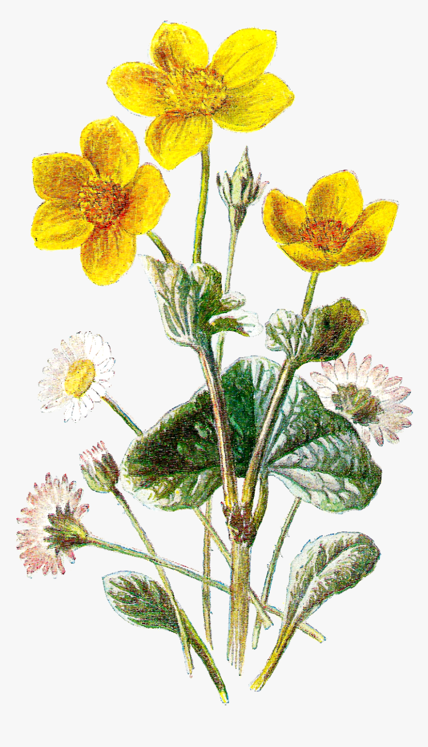 Flower Wildflower Image Botanical Image - Marsh Marigold And Daisy, HD Png Download, Free Download