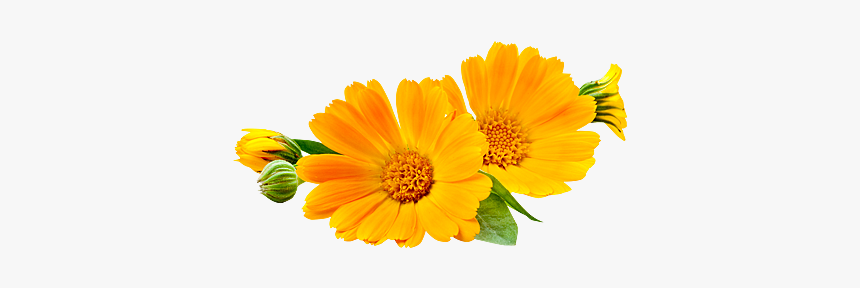 Ringelblumenblüten, HD Png Download, Free Download