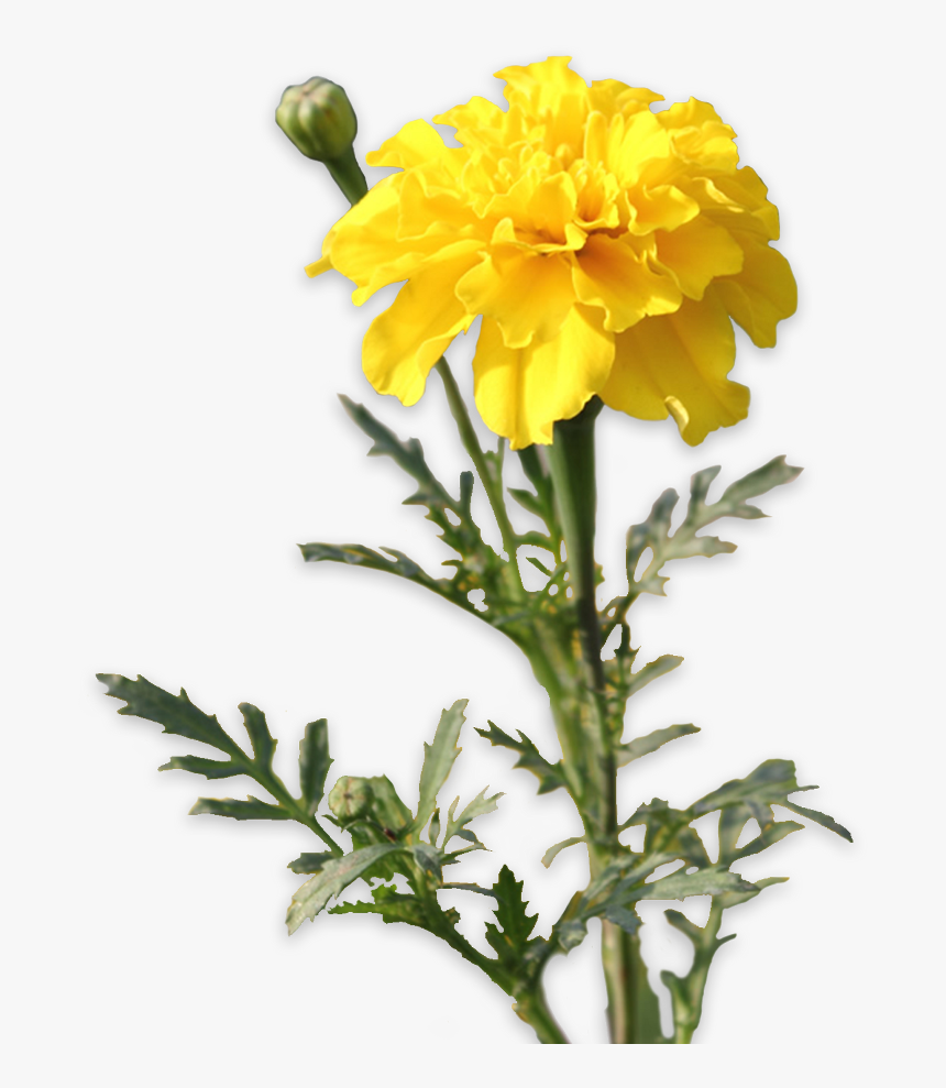 Transparent Marigolds Clipart - Marigolds Clipart Sticker, HD Png Download, Free Download