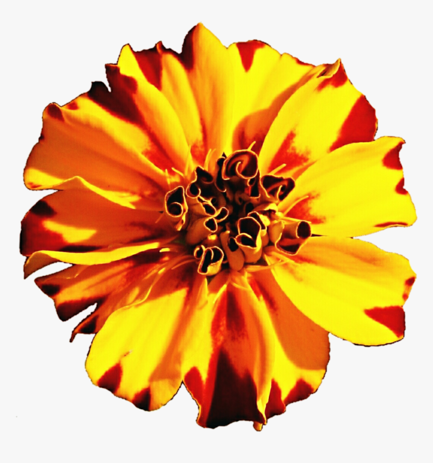 Marigold Flower In Vector Png, Transparent Png, Free Download
