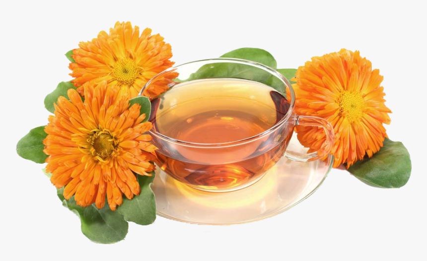 Pot Marigold , Png Download - Calendula Tea Png, Transparent Png, Free Download