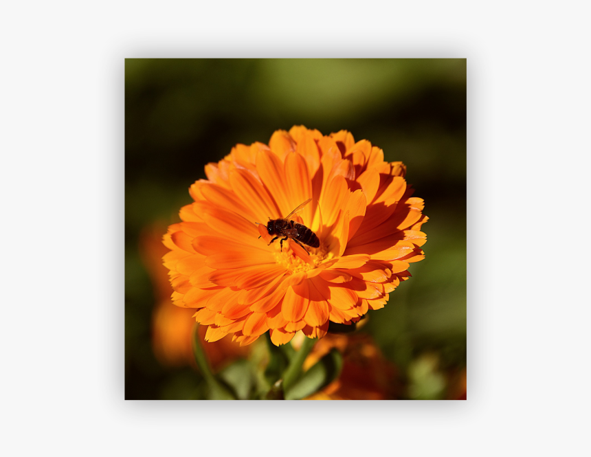 Marigolds - Holi Making Of Colours From Flowers, HD Png Download, Free Download