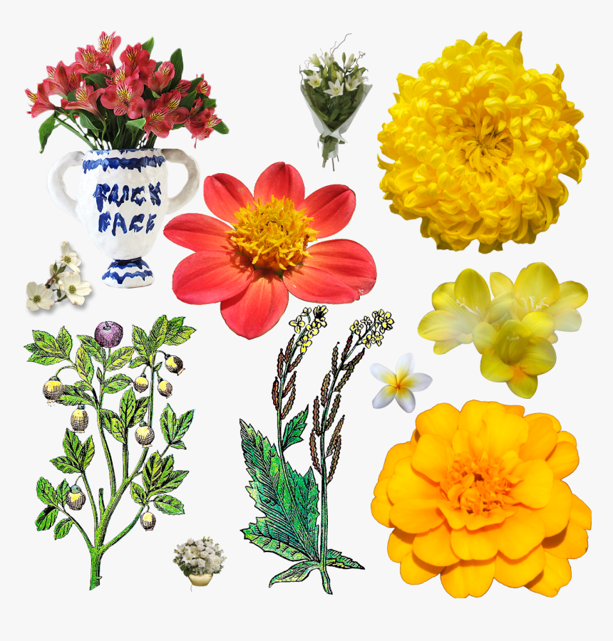 Daisies, Gerbers, Mums, Sunflowers, Cosmos, Marigolds, HD Png Download, Free Download