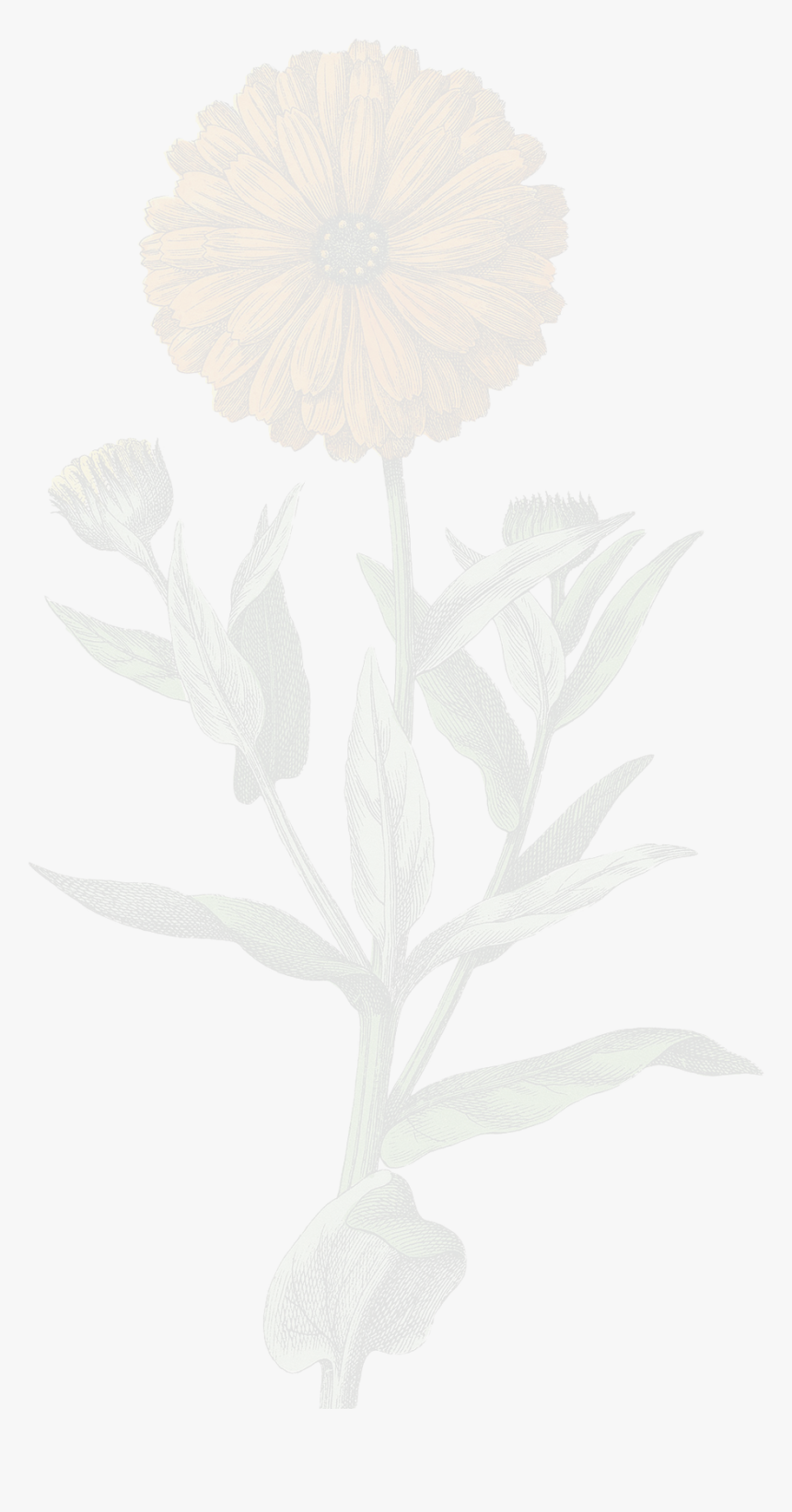 Marigold-lessopaque - Camomile, HD Png Download, Free Download
