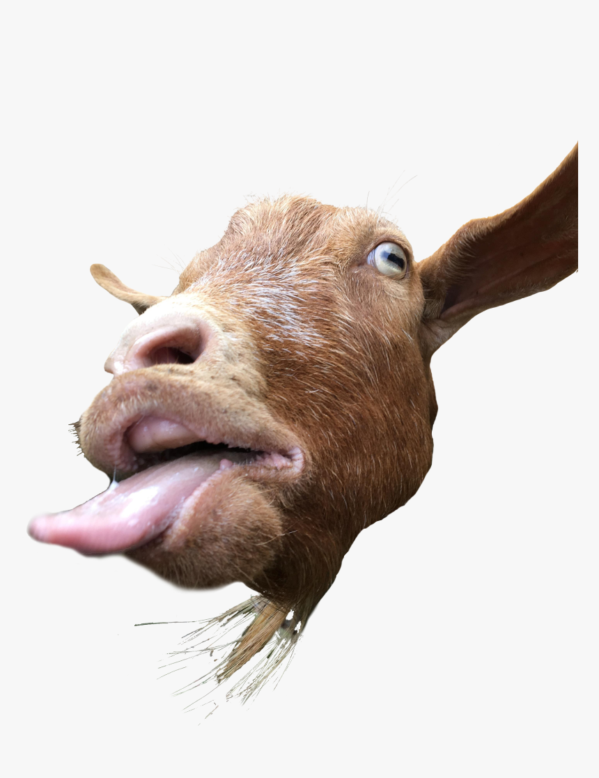 Funny Goat Png - Goats Sticking Their Tongue Out, Transparent Png, Free Download