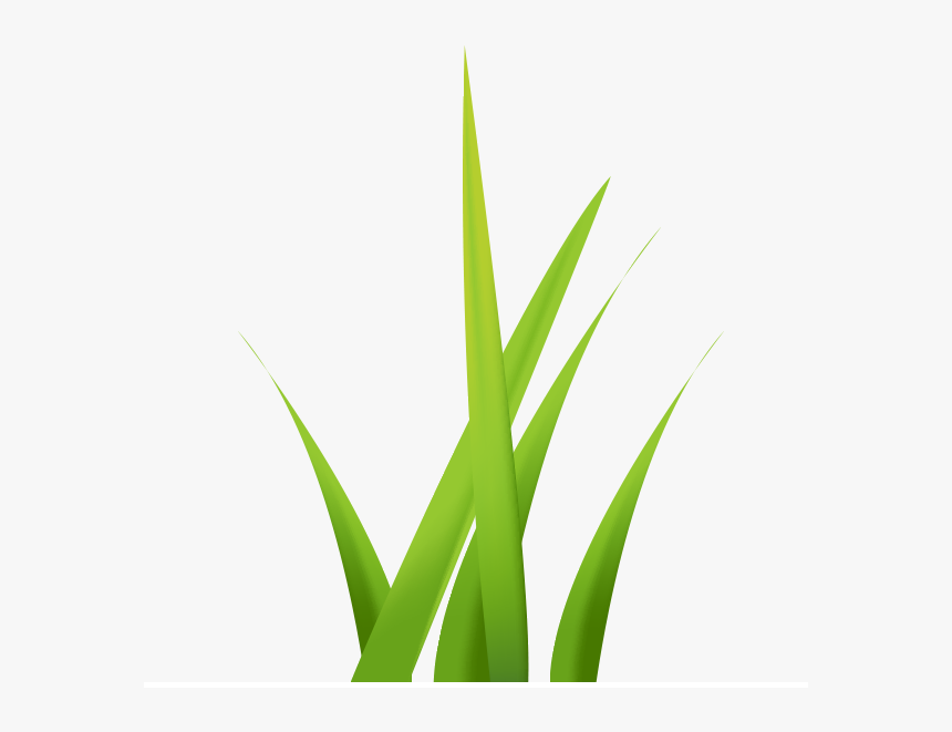 Grass Turf Belfast - Hierochloe, HD Png Download, Free Download