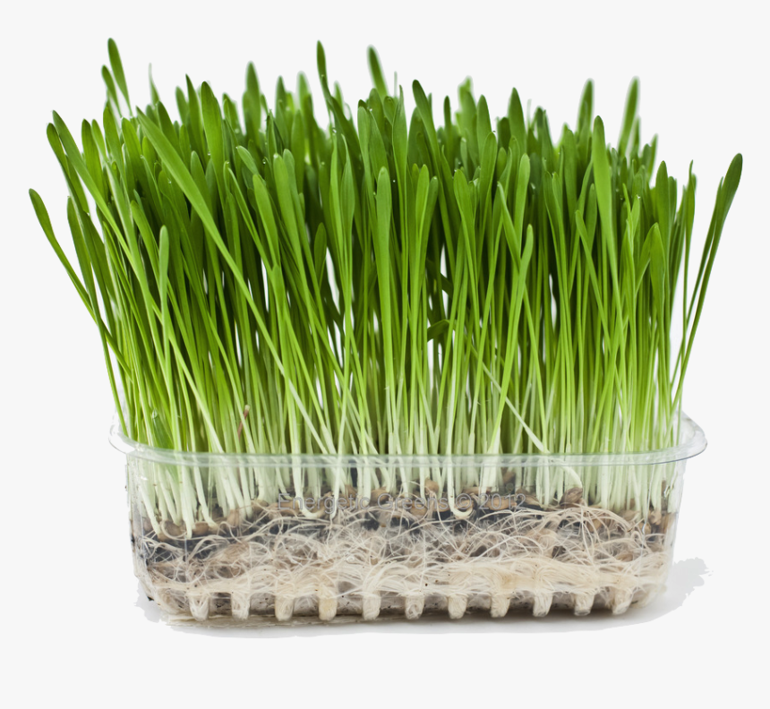 Barley Grass Png, Transparent Png, Free Download