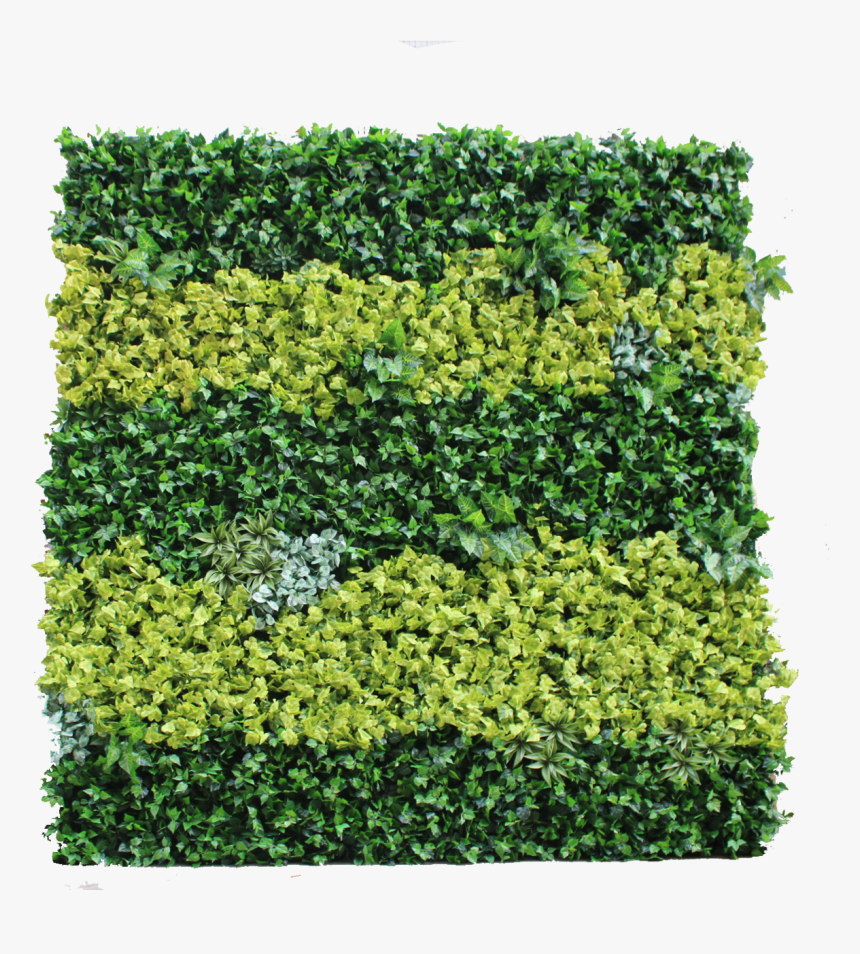 Green - Hedge, HD Png Download, Free Download