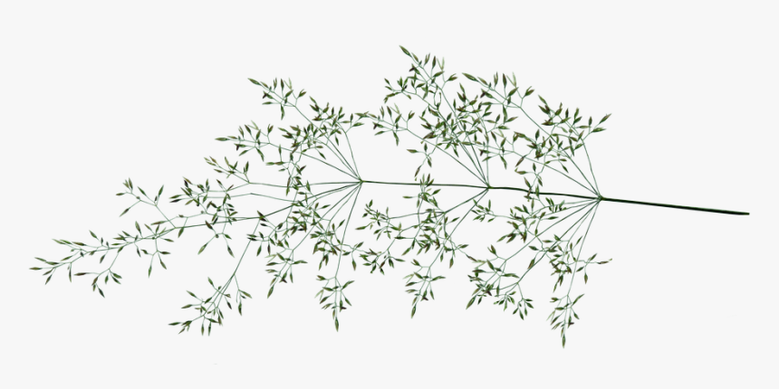 Grass, Seed, Stem, Plant, Garden - Stitchwort, HD Png Download, Free Download