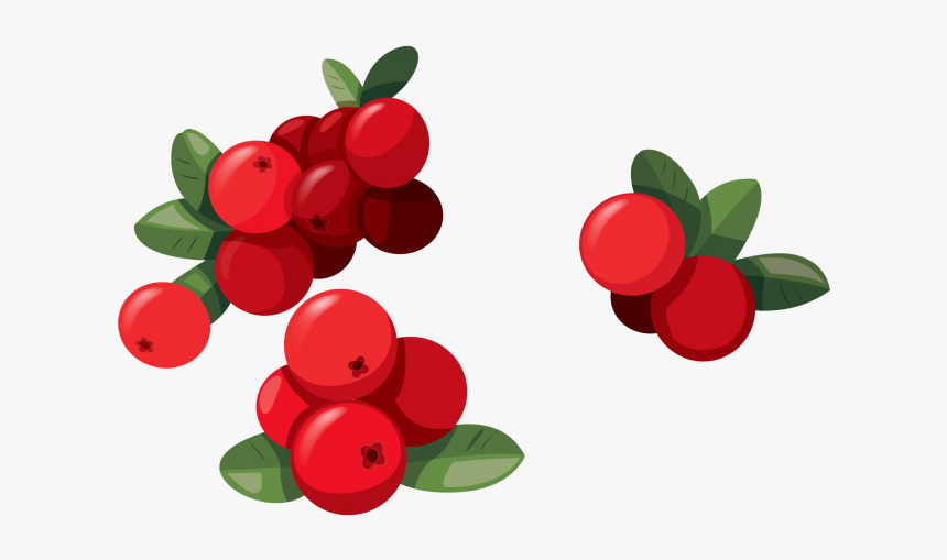 cranberries clip art