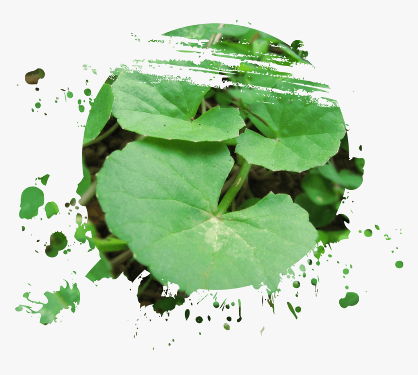 Saraswati , Png Download - Centella Asiatica Plant, Transparent Png, Free Download