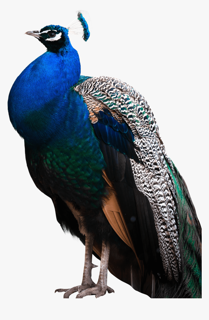 Transparent Peacock, HD Png Download, Free Download