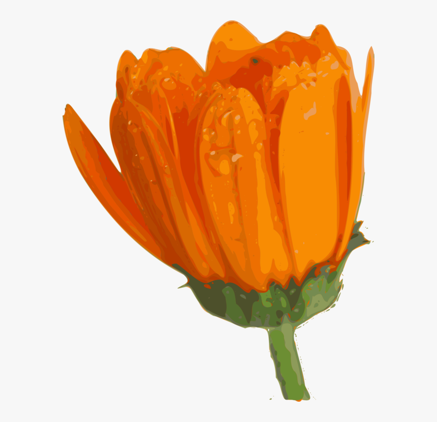 Vegetable,plant,flower - Blooming Flower Png Gif, Transparent Png, Free Download