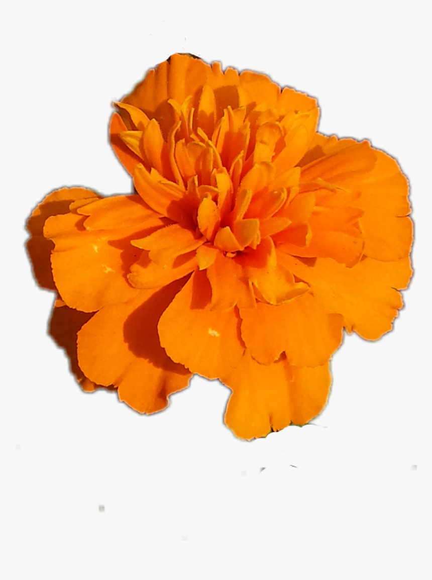 #flower Marigold #flower #orange - Marigold Png, Transparent Png, Free Download