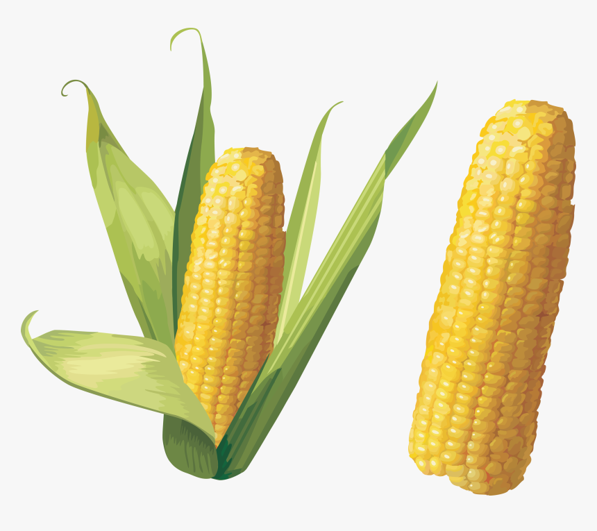 Sweet Corn Png - Corn Png, Transparent Png, Free Download