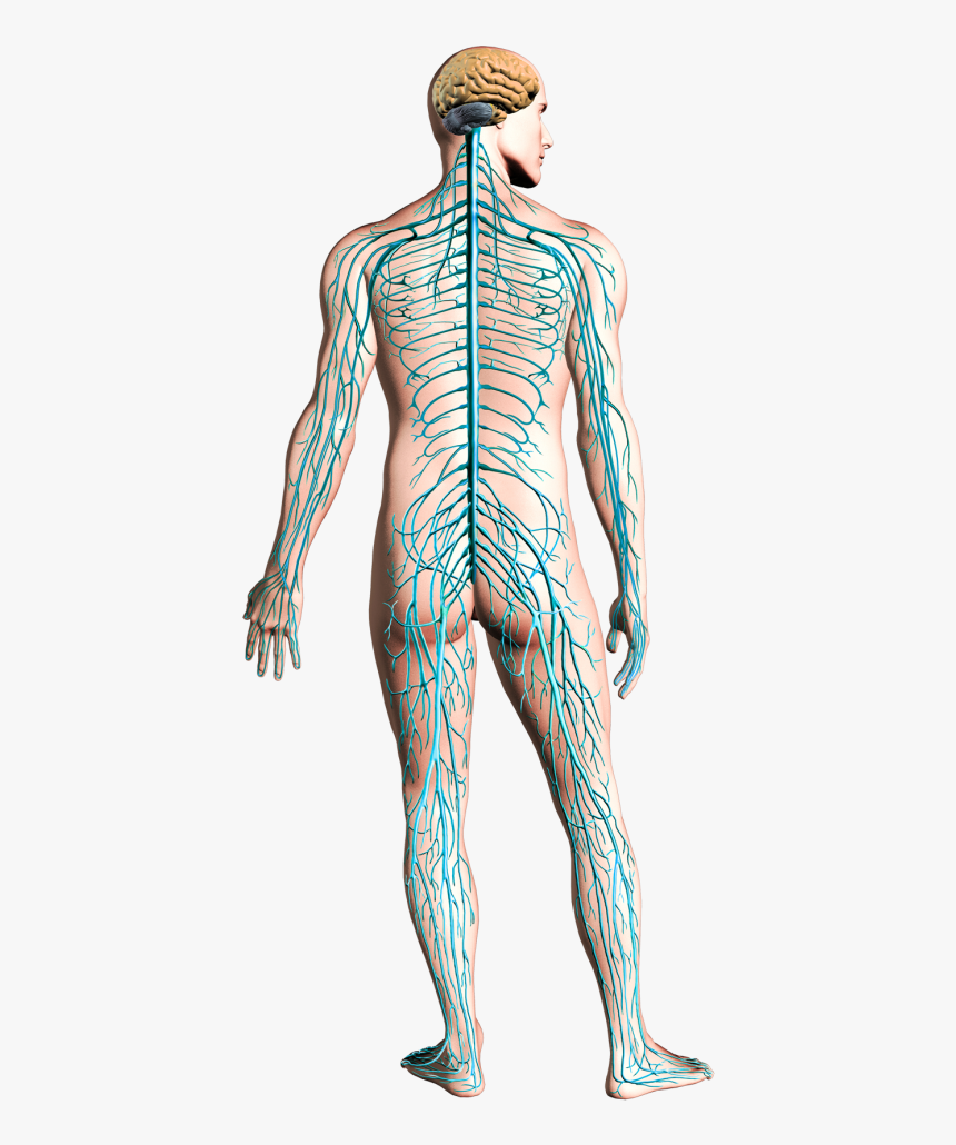 Posterior View Of Nervous System, HD Png Download, Free Download