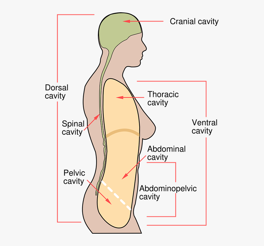 Human Body Diagram Medical Woman Female Anatomy Body Cavities Hd Png Download Kindpng
