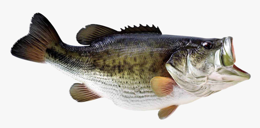 Largemouth Bass Png - Largemouth Bass No Background, Transparent Png, Free Download