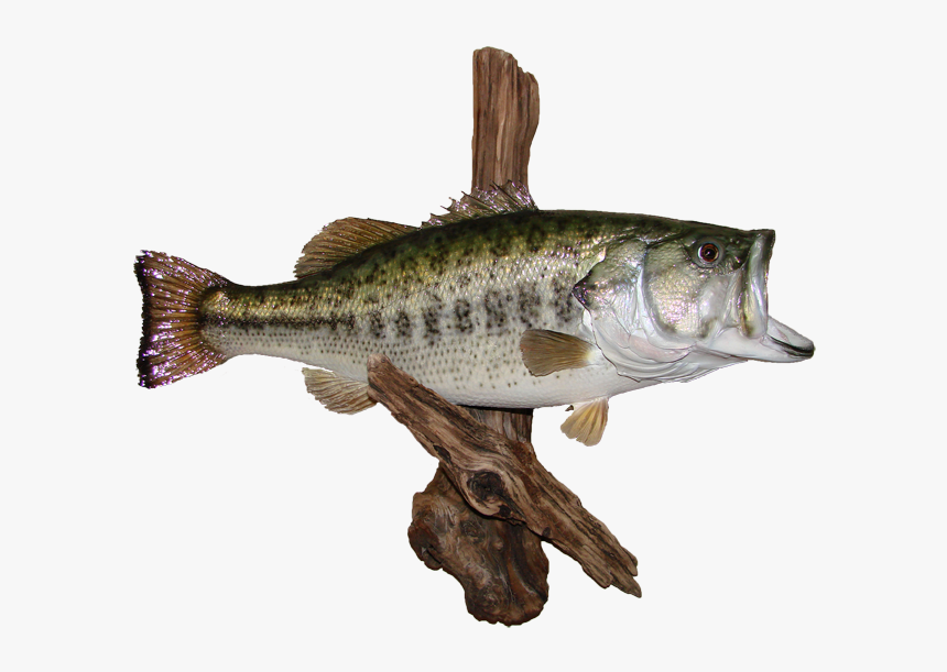 Largemouth Bass Az Wildlife Creations Black Crappie - Black Crappie, HD Png Download, Free Download