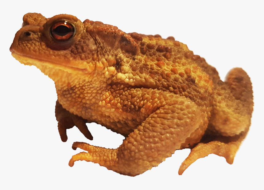 Bufo Bufo Spinosus - Cane Toads No Background, HD Png Download, Free Download