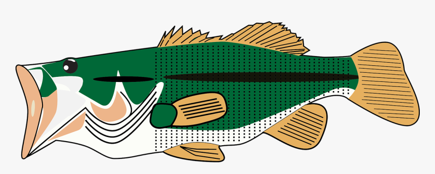 Transparent Bass Fish Png - Fish Graphic Sea Bass, Png Download, Free Download