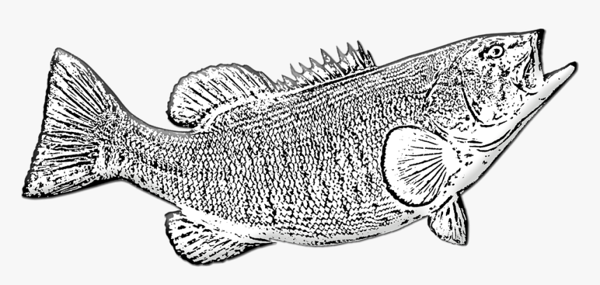 Bass Fish, Game Fishing, Fishing, Sport, Trophy - Line Art, HD Png Download, Free Download