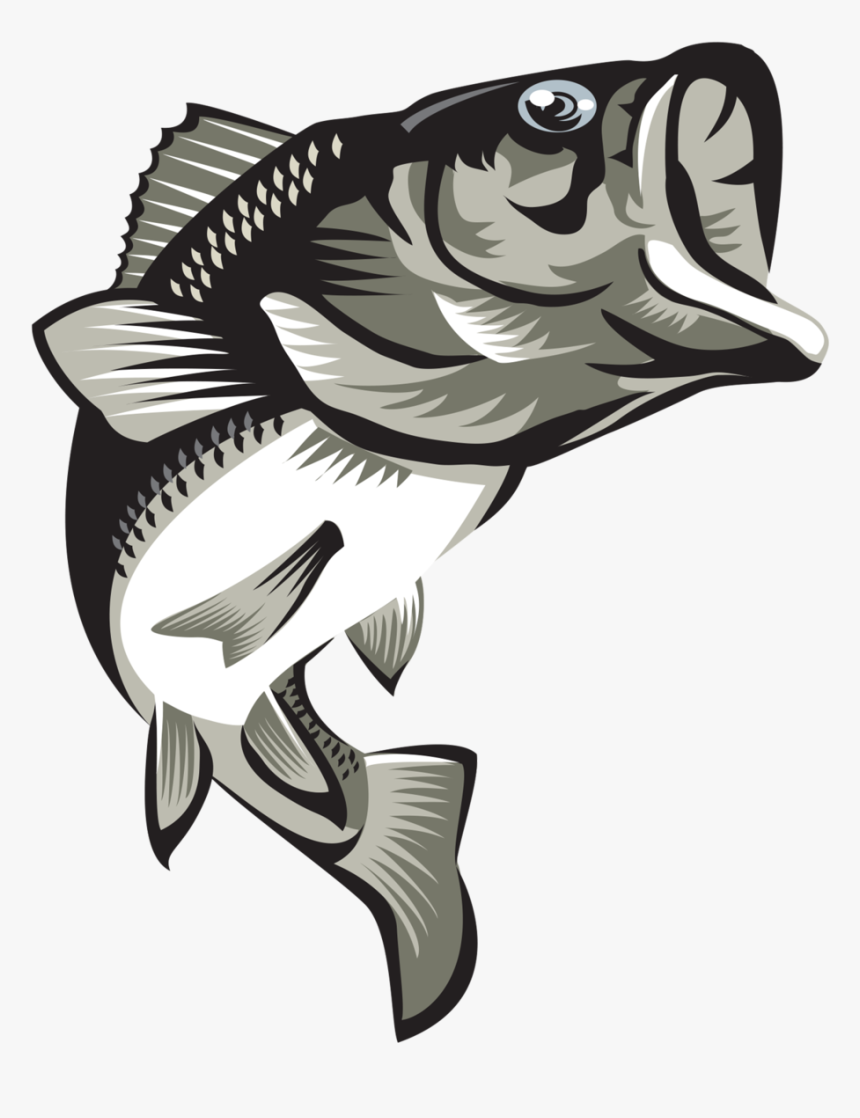 Transparent Bass Fish Png - Largemouth Bass Png, Png Download, Free Download