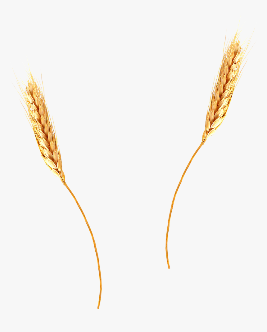 Wheat Straw Transparent Background, HD Png Download, Free Download