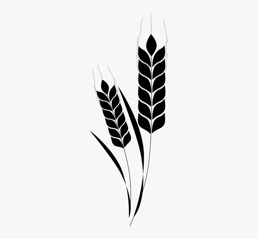 Stem, Spikes, Wheat, Barley, Leaves, Grain, Cereal - Black Wheat Vector Png, Transparent Png, Free Download