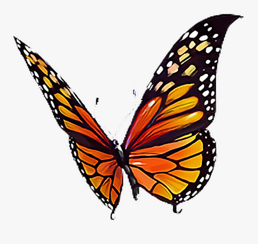 #butterfly #orange #black #yellow #white #butterflylove - Black Yellow And Orange Butterfly, HD Png Download, Free Download