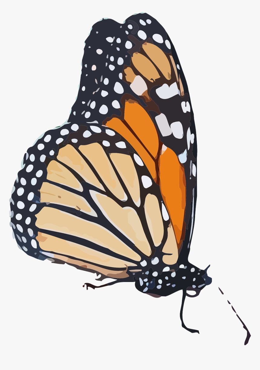 Monarch Butterfly Transparent Background, HD Png Download, Free Download