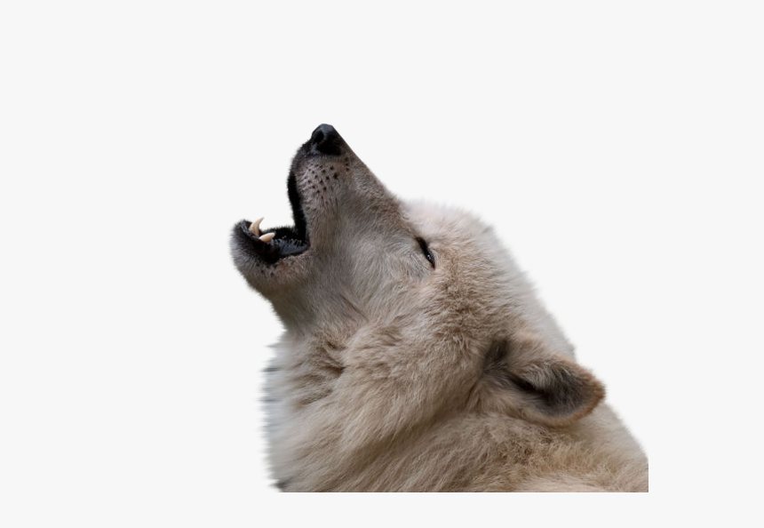 Wolves Png, Transparent Png, Free Download