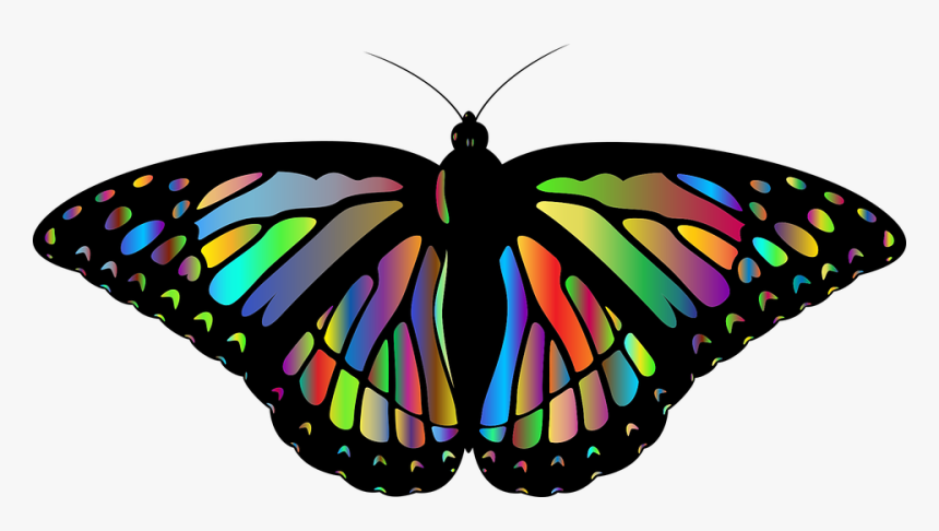 Monarch, Butterfly, Animal, Insect, Wings, Flying - Mariposa Monarca En Png, Transparent Png, Free Download
