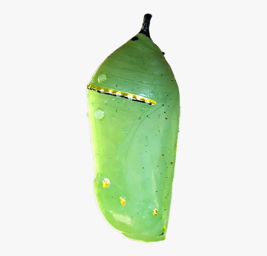 Baby Monarch Caterpillar Png - Pupa Transparent, Png Download, Free Download