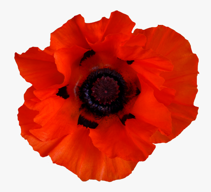 Oriental Family,plant,corn Poppy,flowering Plant,anemone,perennial - Red Poppies Png, Transparent Png, Free Download