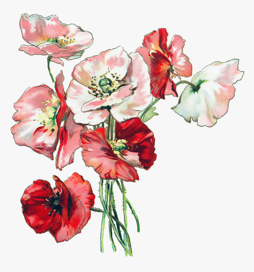 Flowers, Poppies, Poppy, Vintage, Nature, Red, Plant - Sympathy On Loss Of Sister In Law, HD Png Download, Free Download