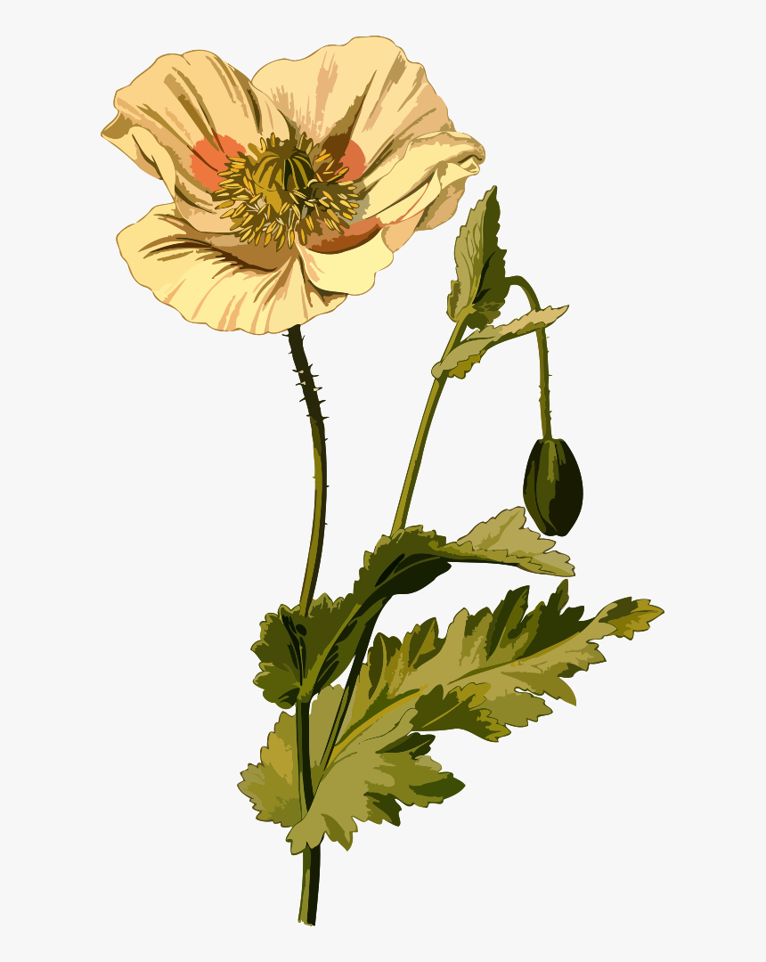 Opium Poppy - Opium Poppy Png, Transparent Png, Free Download