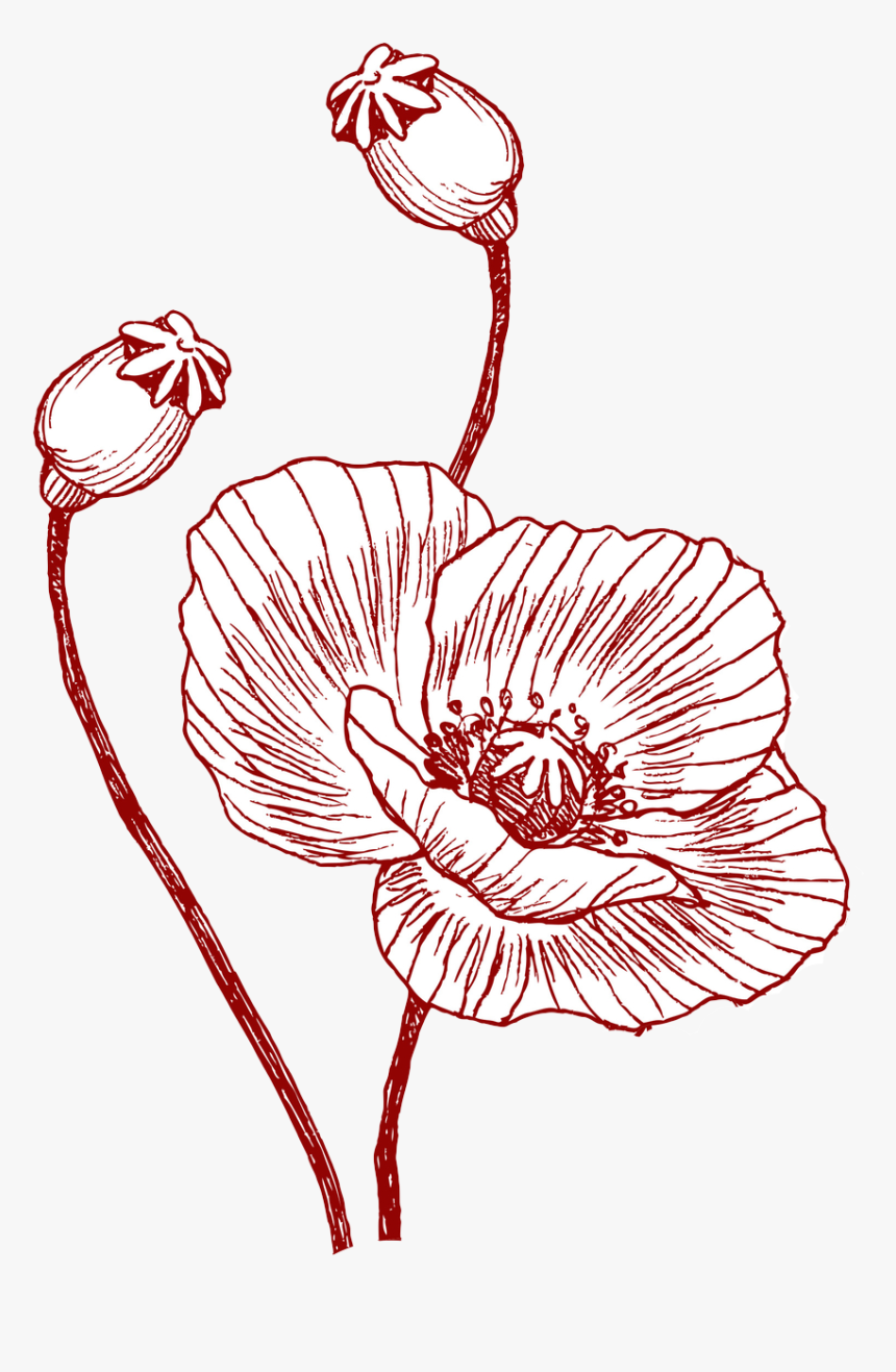 Poppy Banner Single - Illustration, HD Png Download, Free Download