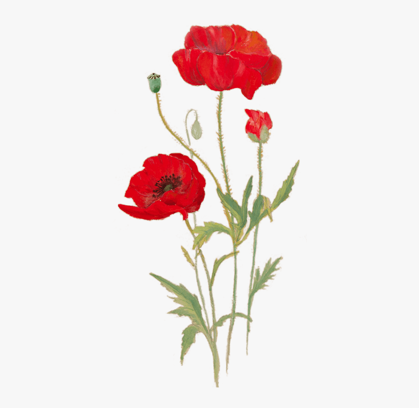 Corn Poppy - Poppy Seed Flower Png, Transparent Png, Free Download