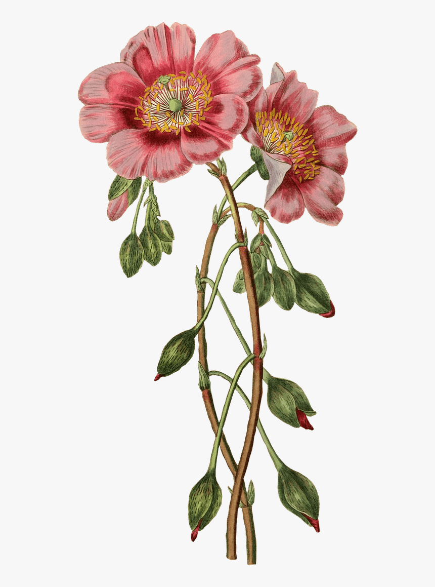 Poppies Drawing - Vintage Flower Illustration Transparent, HD Png Download, Free Download