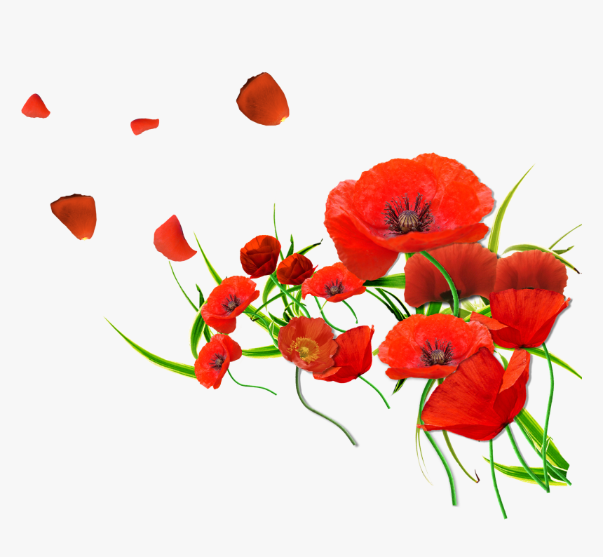 Transparent Poppies Png - Transparent Background Poppies Png, Png Download, Free Download